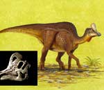 科学家发现有冠饰的鸭嘴龙